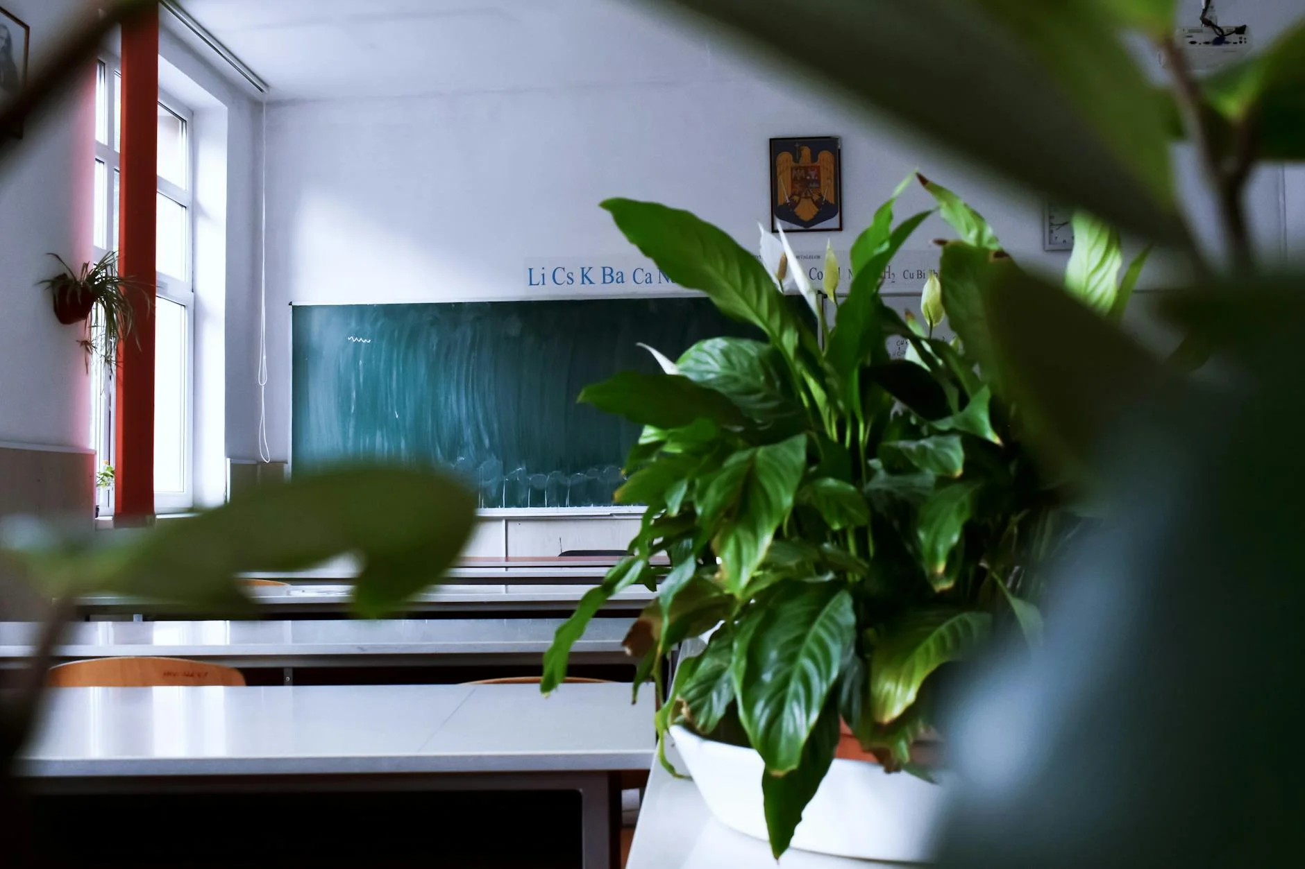 Empty classroom with a green chalkboard and indoor plants, ideal for educational themes.