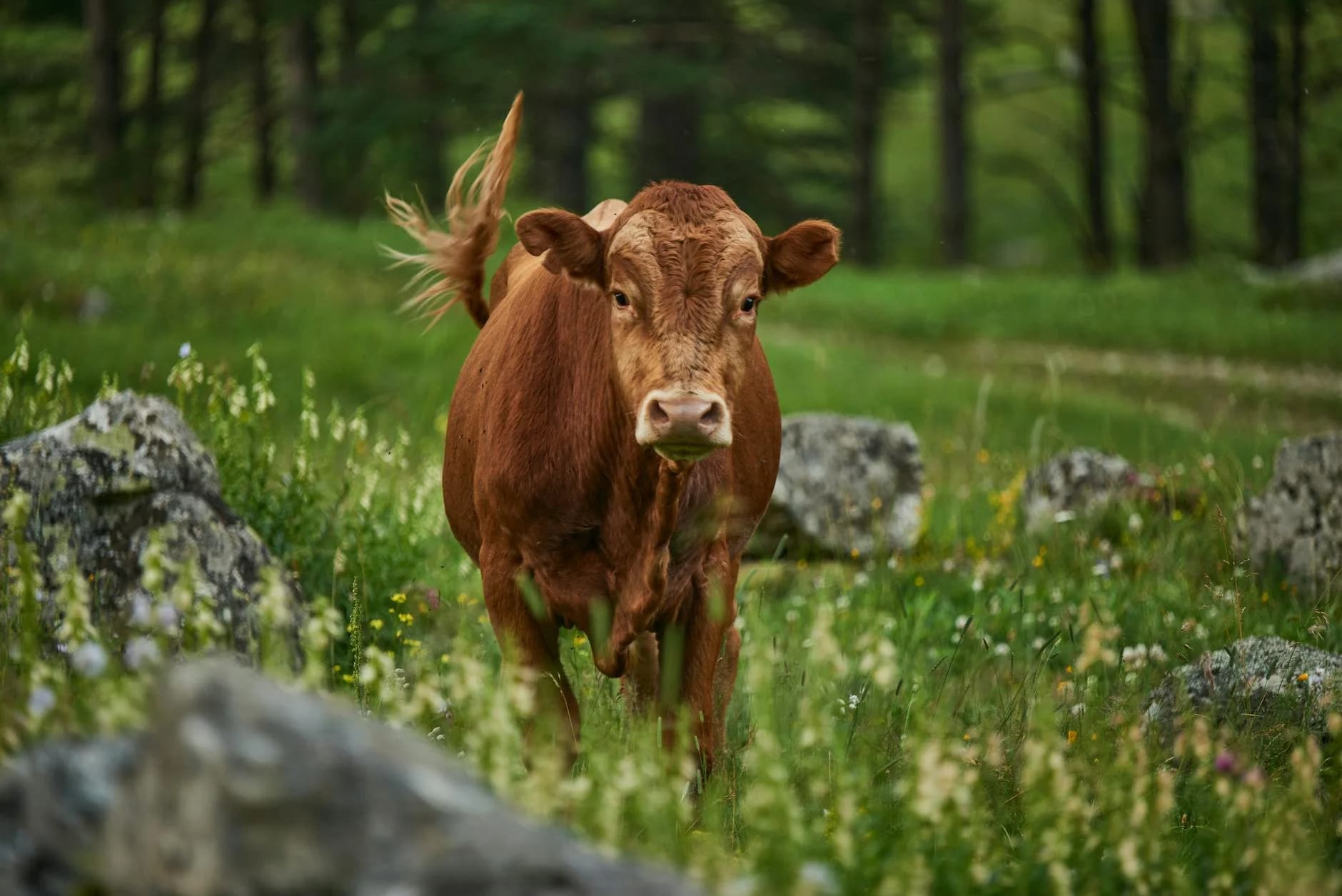 A brown cow stands amidst wildflowers and rocks, in a tranquil countryside setting.