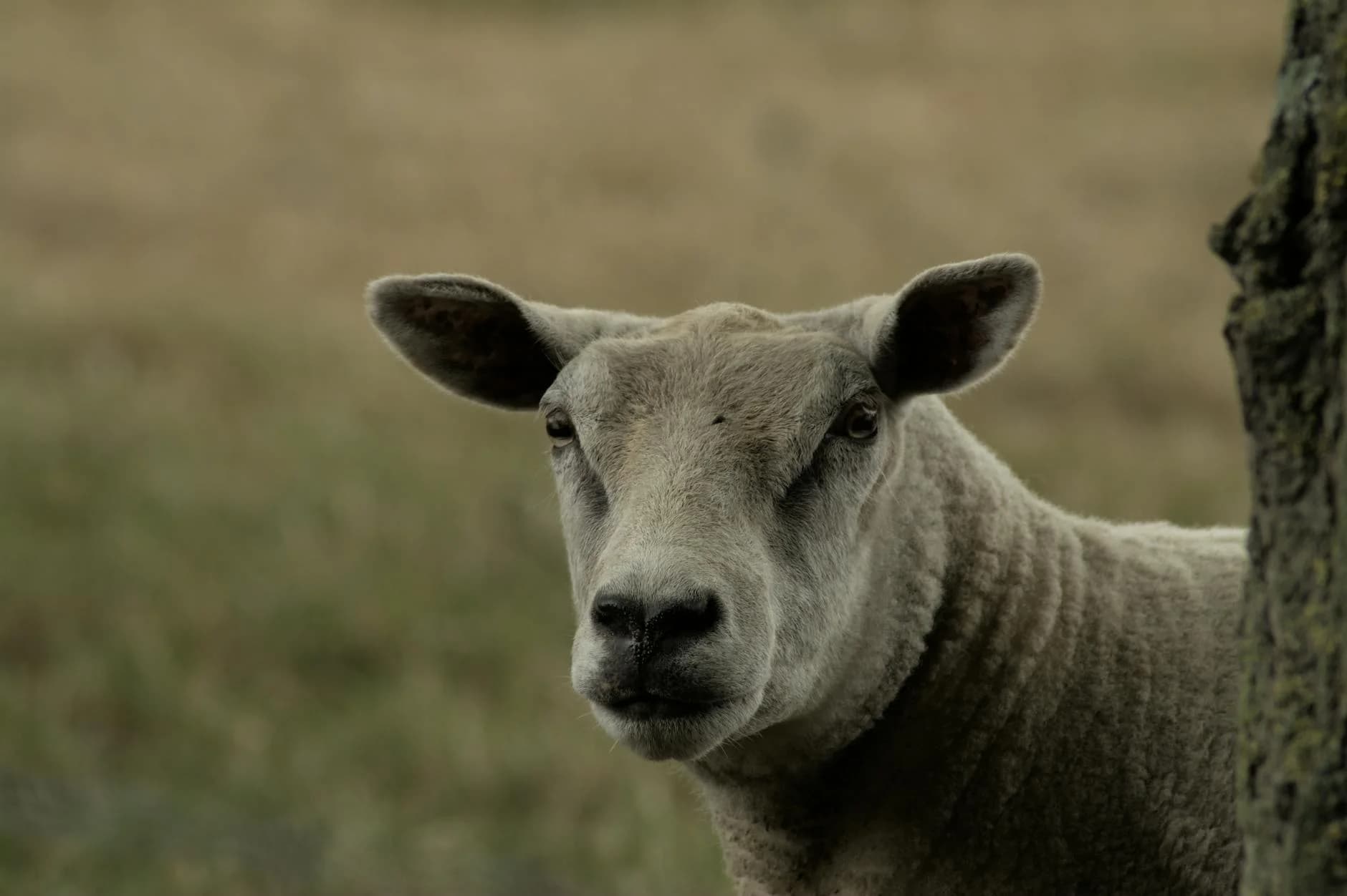Close-up of a Texel sheep in a pastoral setting in Flanders, Belgium.