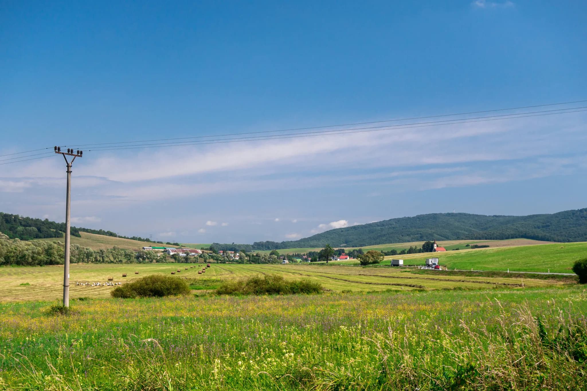 grass field