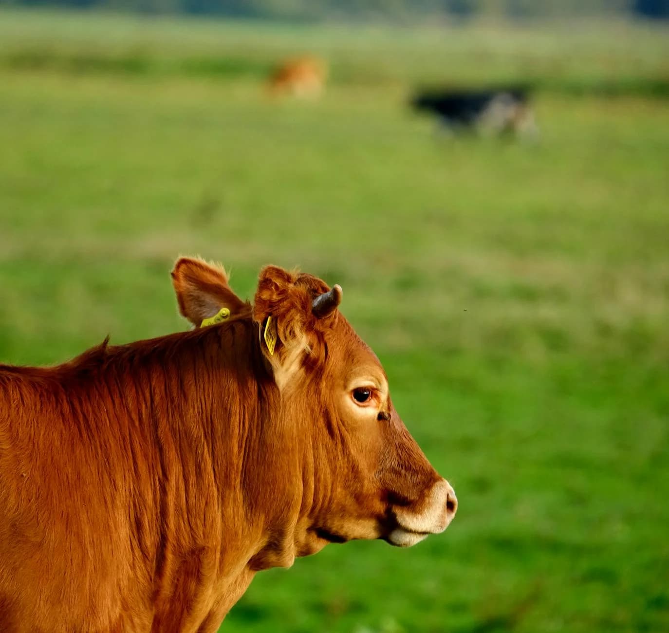 Side profile of a brown cow standing in a lush green meadow, captured during the day.