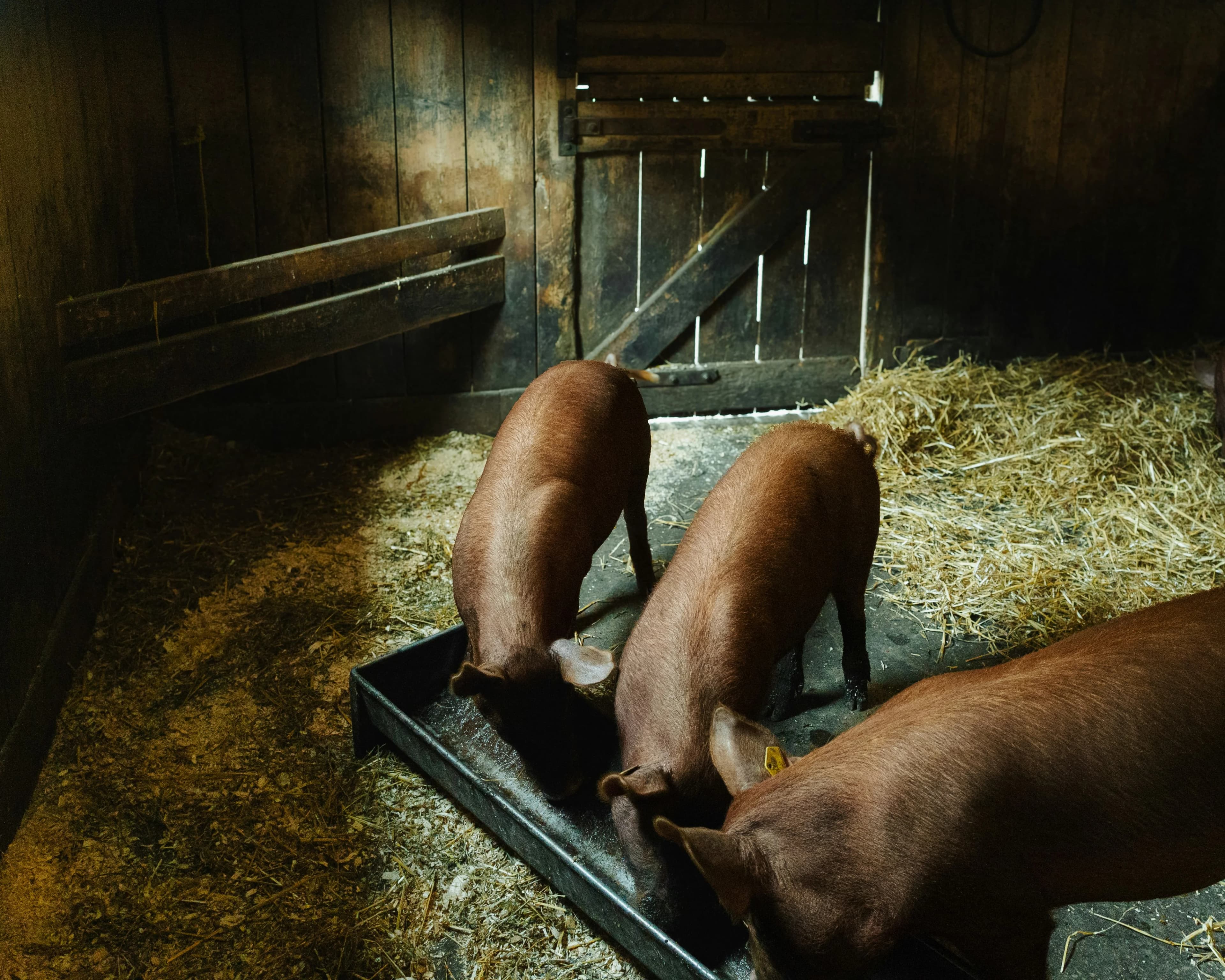 Three brown pigs gather around a metal trough to feed inside a dim, rustic barn filled with scattered straw. The moody, low-light setting emphasizes the rich color of the animals' coats against the weathered wooden walls.