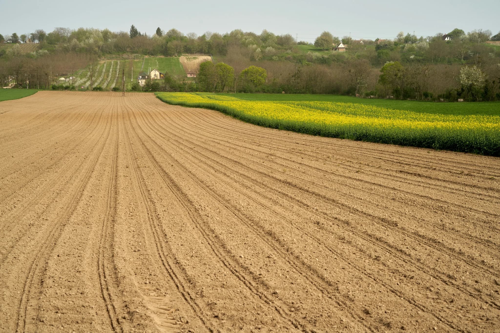 A plowed field borders a blooming, yellow field.