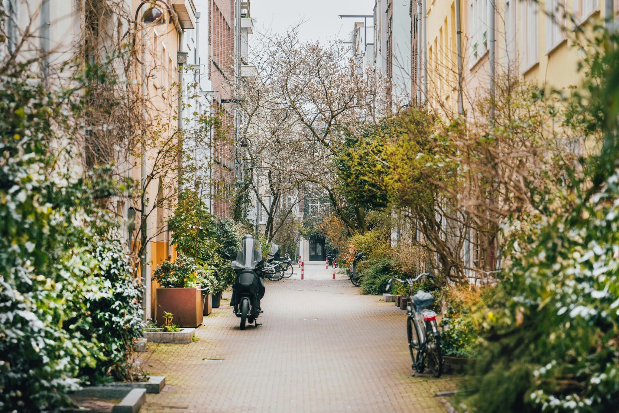 a narrow street lined with trees and parked mopeds
