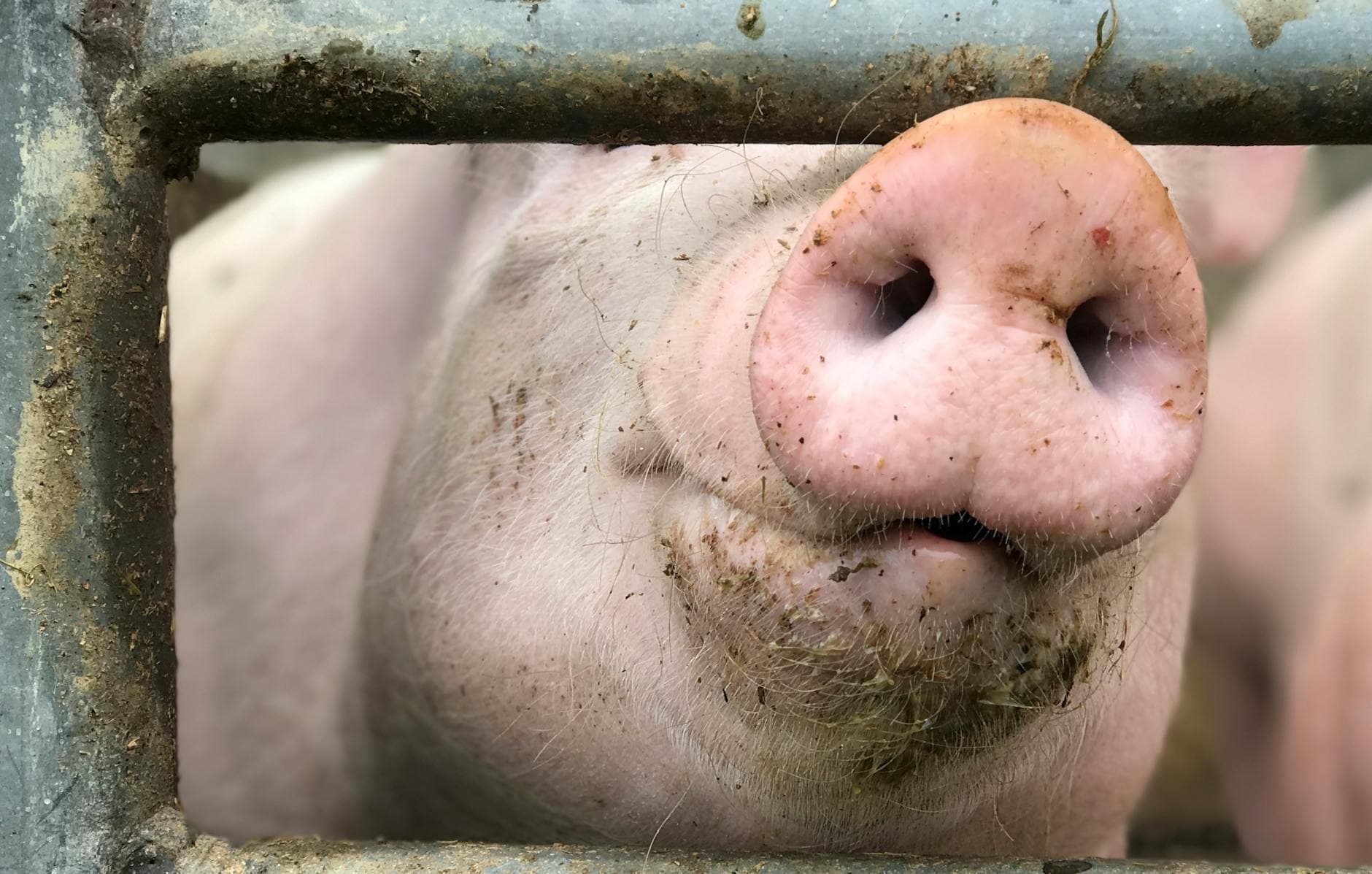 A close-up view of a pig's snout peeking through a metal fence on a farm.