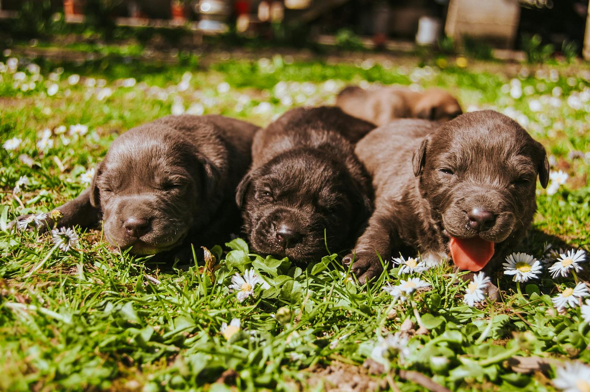 Three cute Labrador Retriever puppies resting on a sunny grassy field with daisies.